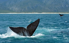 南非海岸附近的南露脊鲸 