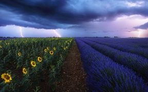 法国普罗旺斯 ，暴风雨下的薰衣草和向日葵花田