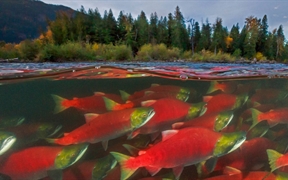 加拿大不列颠哥伦比亚省 ，亚当斯河里的红鲑鱼
