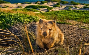 澳大利亚塔斯马尼亚州 ，玛丽亚岛上的塔斯马尼亚袋熊