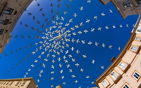 意大利阿马尔菲 ，大教堂广场上方的白鸽装置艺术