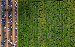 美国佩塔卢马  ，玉米迷宫