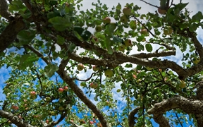 加拿大不列颠哥伦比亚省 ，盐泉岛上的苹果树