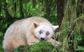 加拿大英属哥伦比亚 ，沉睡的柯莫德熊
