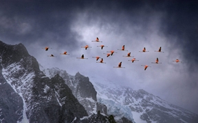 智利 ，在百内国家公园上空飞翔的智利红鹳