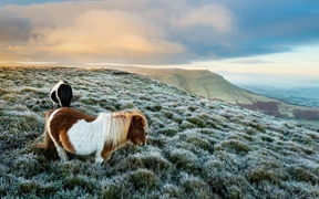 英国威尔士 ，布雷肯比肯斯国家公园的野生小马
