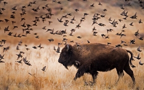 美国犹他州  ，羚羊岛州立公园内的美洲野牛