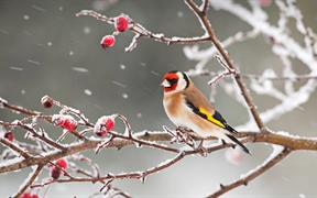 一只欧洲金翅雀栖息在雪中的玫瑰果枝上 