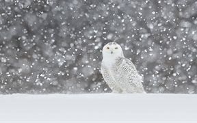一只在雪中驻立的雪鸮 