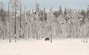 芬兰 ，雪地里的一群乌鸦与灰狼