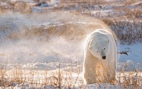 加拿大 ，哈德逊湾的北极熊