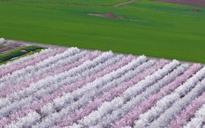 加利福尼亚州萨克拉门托山谷 ，花团锦簇的扁桃果园