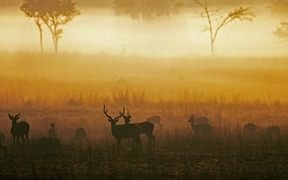 印度中央邦坎哈国家公园 ，黎明时分薄雾草原上的白斑鹿