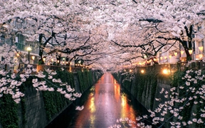 日本东京 ，目黑川上盛开的樱花