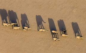 纳米比亚 ，达马拉兰地区的象群