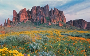 亚利桑那 ，迷失荷兰人国家公园里盛开的野花