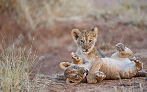 肯尼亚 ，桑布鲁国家公园里摔跤的狮子幼崽