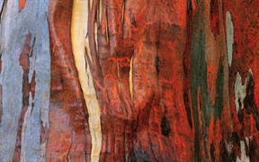 澳大利亚塔斯马尼亚 ，高山桉树的树皮