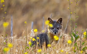 加利福尼亚州海峡群岛国家公园，圣克鲁斯岛上的一只岛屿灰狐