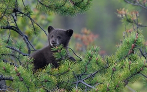 加拿大贾斯珀国家公园 ，松树上的一只美国黑熊幼崽