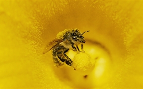 德国 ，一只身上粘满南瓜花粉的蜜蜂