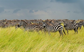 坦桑尼亚 ，塞伦盖蒂国家公园里的斑马群