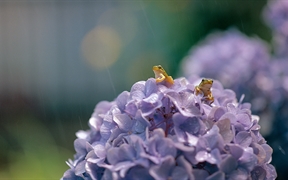 日本滋贺 ，大叶绣球花上的一对日本树蛙