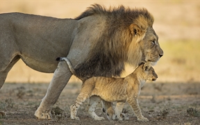南非卡拉哈迪跨界公园的雄性非洲狮和它的幼崽 