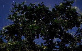 菲律宾南甘马粦省 ，吕宋岛上的萤火虫环绕着榄仁树
