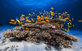 印度洋马约特岛 ，金拟花鮨鱼群游过珊瑚