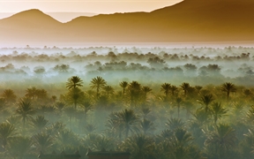 摩洛哥扎戈拉附近的椰枣树林 