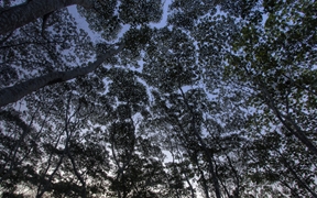 秘鲁亚马逊坦博帕塔国家保护区中的树冠 