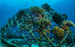印度尼西亚 ，吉利群岛上生长着珊瑚的人工珊瑚礁