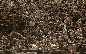 阿拉斯加 ，科伯克谷国家公园里的驯鹿