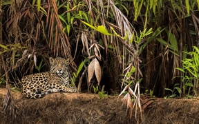 巴西 ，潘塔纳尔湿地的美洲豹