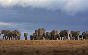 肯尼亚 ，安博塞利国家公园的大象