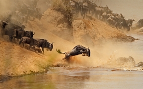 角马群穿越在肯尼亚和坦桑尼亚之间的马拉河 