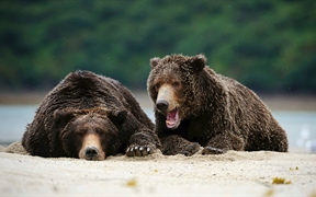阿拉斯加州 ，卡特迈国家公园里的棕熊
