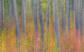 育空 ，克鲁瓦尼国家公园中杨树的抽象动态模糊影像