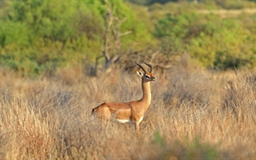 肯尼亚 ，察沃国家公园里的一只长颈羚