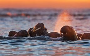 挪威斯瓦尔巴群岛 ，白岛附近的海象