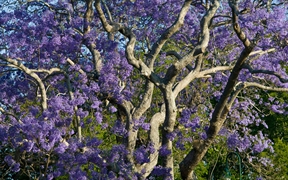 布里斯班 ，新农场公园内盛开的蓝花楹树