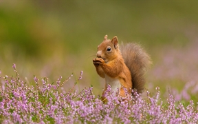 英格兰 ，石楠花丛中的一只欧亚红松鼠