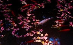 日本 ，东京的秋叶和金鱼