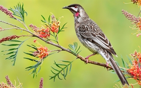 澳大利亚维多利亚 ，一只红垂蜜鸟