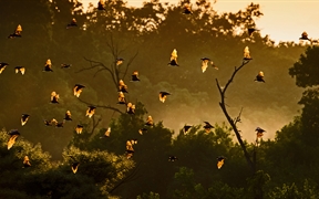 赞比亚 ，卡国家公园的黄毛果蝠