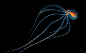 夏威夷科纳附近 ，夜间潜水时发现的章鱼
