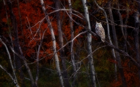 一只坐在白杨树上的大雕鸮，阿尔伯塔