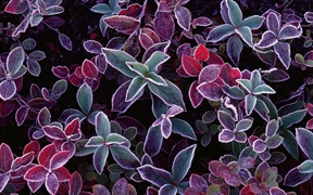 加拿大新不伦瑞克 ，蓝莓植物上的霜