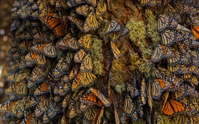 墨西哥 ，在米却肯州越冬的帝王蝶